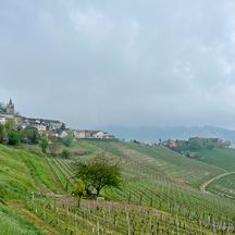 Weinreben in Barolo