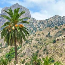 Die Kanarische Dattelpalme - das Wahrzeichen von La Gomera