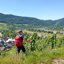 Hiker on the move in the vineyards on the Moselle