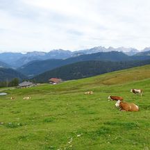 Kühe auf den Loferer Steinbergen