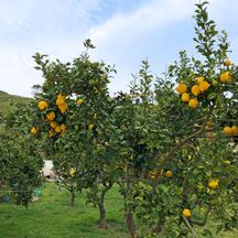 Zitronenbaum an der Rota Vicentina