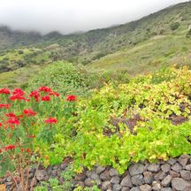 Beeindruckende Flora und Fauna auf der Wanderreise El Hierro