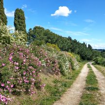 Hiking trail in the Via Romea Sanese region