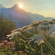 angetaute Blumen und wunderschöner Sonnenaufgang hinter den Gipfeln am Tirolerweg
