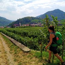 Hiking trail through the grapevines of Spitz