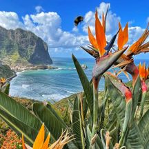 Colourful flowers in front of a coastal view on Madeira