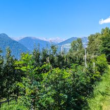 Green apple orchard against a mountain backdrop
