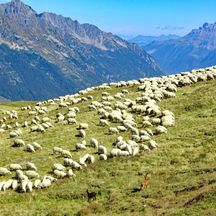 Freilaufende Schafe auf der Tour du Mont Blanc