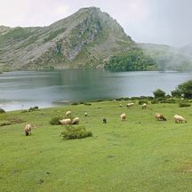 Aussicht auf den See und auf grasende Schafe