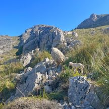 Mother & baby sheep on the rocky ascent