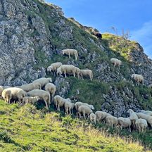 Schafe am Berg