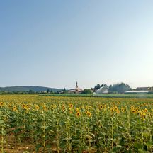 Field of sunflowers on the hiking stage to Collio