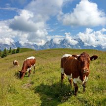 Kühe auf den Pinzgauer Grasbergen