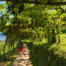 Wanderweg durch die Weinreben in Südtirol