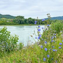 Blick auf das Donauufer mit Blumen