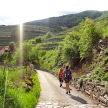 Hiking trail through vineyards in the Wachau