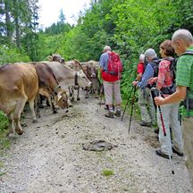 Kühe versperren den Wanderweg