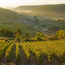 Hiking in the wine region Burgundy