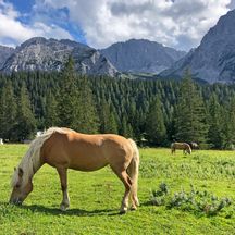 Grasende Pferde in der einzigartigen Wanderregion Zugspitze