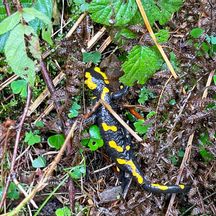Alpine salamander on forest floor