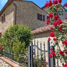 Rosengewächs in der Region in San Gimignano