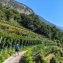 Hiker on the green vineyard