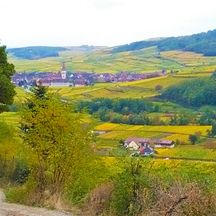 Wandern mit schönen Ausblicken auf die Weingärten im Elsass