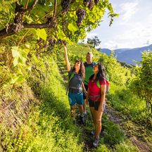 Wanderer bewundern die ertragreichen Weinreben am Wegesrand