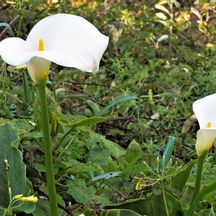 Blüte der weißen Calla