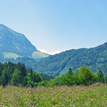 Blumenwiese mit Bergpanorama bei der Almwanderung am Wolfgangsee