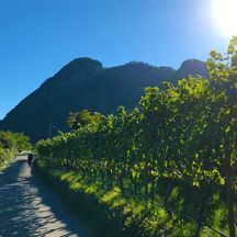 Genussvolle Wanderung entlang von Weinreben mit Blick auf die südtiroler Berge