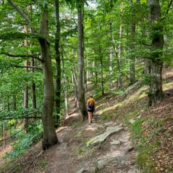 Hiker with orange backpack walking on forest trail through dense beech forest on the Donausteig hiking path in Austria.