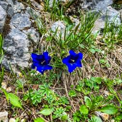Gentian on the high trail