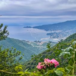 Pink roses in foreground with panoramic view of Italian coastal town, bay with boats, and green hills in Cinque Terre region.