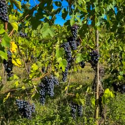 Dunkelviolette Trauben hängen an Reben mit grünen Blättern in einem toskanischen Weinberg unter blauem Himmel.