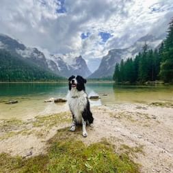 Schwarz-weißer Hund am Ufer des Toblacher Sees mit türkisfarbenem Wasser, bewaldeten Bergen und dramatischem Wolkenhimmel in den Dolomiten.