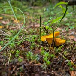 Goldene Eierschwammerl wachsen auf moosigem Waldboden im Soča-Tal, umgeben von Gras, Blättern und grüner Vegetation.