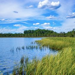 Blauer See mit grünem Schilf im Vordergrund und dichtem Nadelwald am Ufer unter bewölktem Himmel in Funäsfjällen, Jämtland.