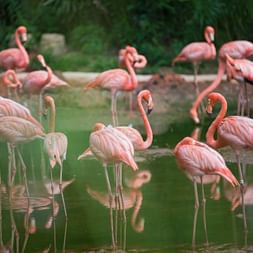 Flamingos
