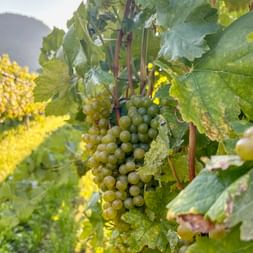 Weinreben in der Wachau Weinreben in der Wachau