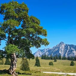 Baum entlang des Wanderweges