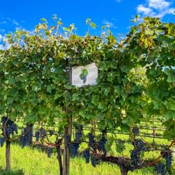Vines on the Kaltern - Coredo hiking trail