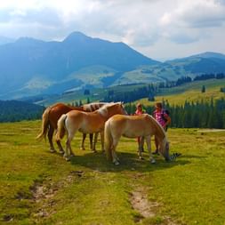 Pferde am Almwanderweg im Salzkammergut