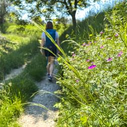 Wanderer auf Schotterweg bei Toscolano-Maderno am Gardasee. Rosa Wildblumen und grüne Vegetation säumen den sonnigen Pfad.