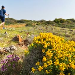 Hiker with backpack walking on sandy path on Rota Vicentina trail. Yellow and purple wildflowers bloom in foreground with coastal vegetation.