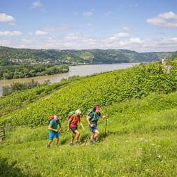Kleiner Anstieg zwischen Weinreben und Rhein