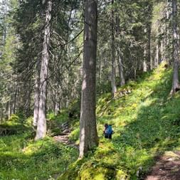 Hiker on a green forest path with tall trees