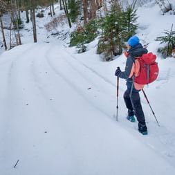Wanderin mit rotem Rucksack und blauer Mütze geht mit Stöcken auf verschneitem Forstweg. Junge Nadelbäume säumen den Weg.