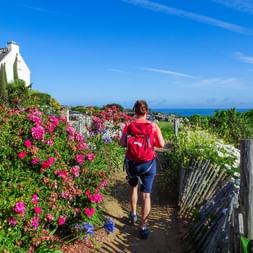Hiker on the path along a floral splendor