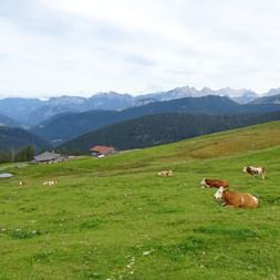 Cows on the Loferer Steinberge
